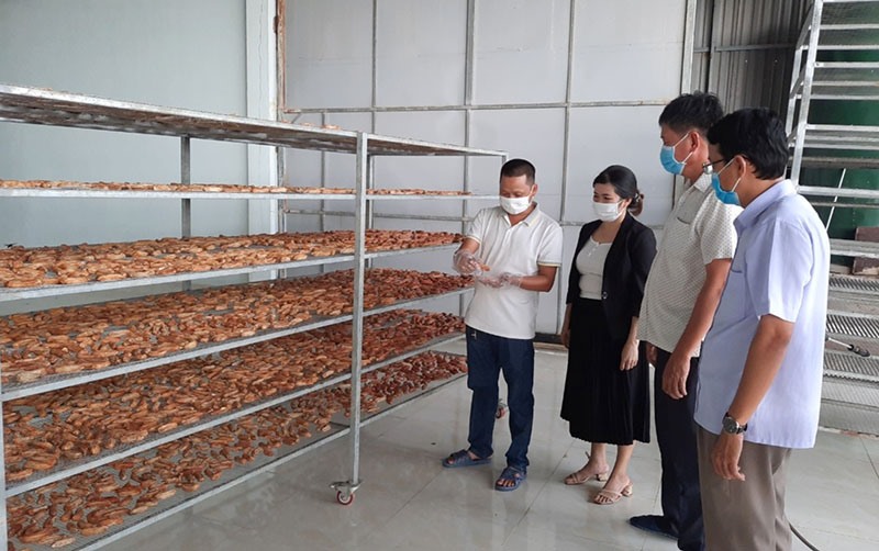 Đưa công nghệ mới vào sản xuất chuối sấy dẻo tại Nhà máy Chế biến nông lâm sản Toàn Cầu Lao Bảo - Ảnh: M.L