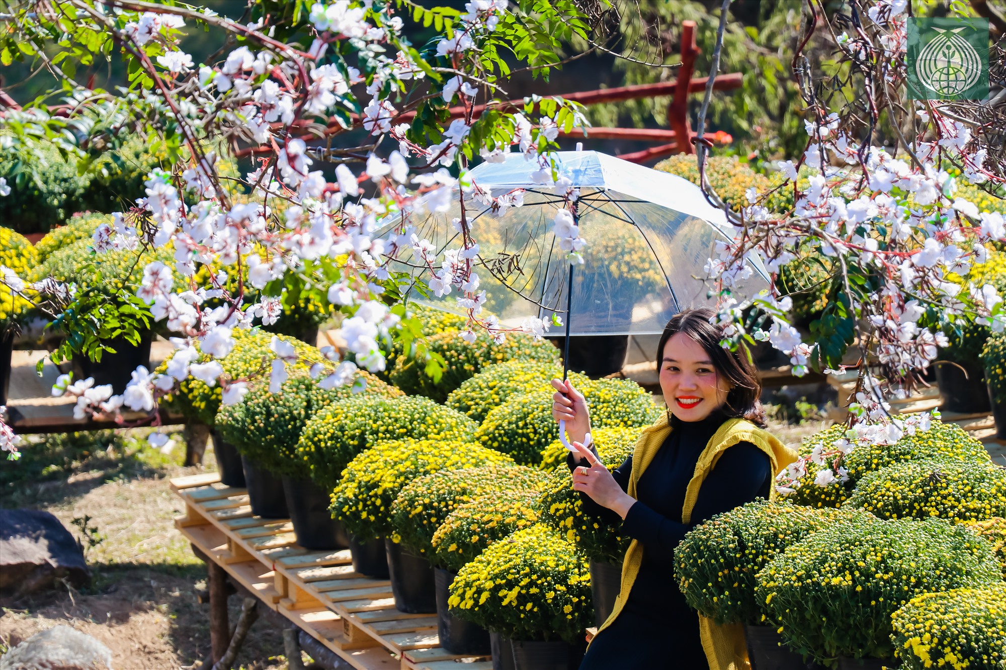Một trong những vườn hoa ở huyện miền núi Hướng Hóa được du khách ghé thăm.