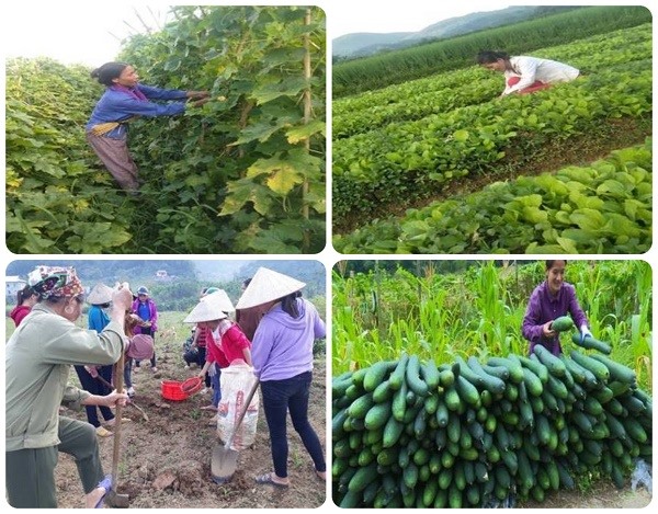 Tổ hợp tác xã trồng và cung ứng rau, củ, quả theo hướng an toàn sinh học của chị Bùi Thị Mích (Hòa Bình)