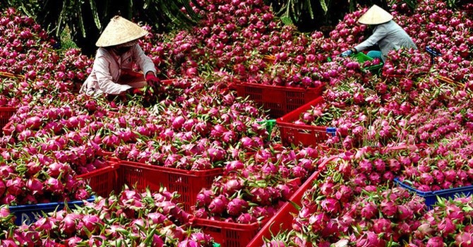 Thanh long Bình Thuận là nông sản thứ 2 của Việt Nam, sau vải thiều Lục Ngạn, được cấp Bằng chỉ dẫn địa lý tại Nhật BảnXuất khẩu chính ngạch chỉ khoảng 2%-3%