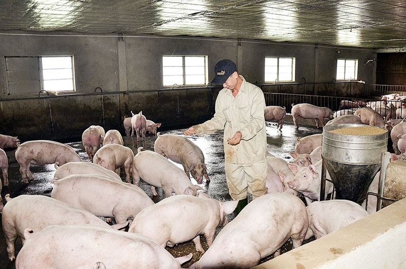 Chăn nuôi lợn theo chuỗi liên kết với công ty thức ăn chăn nuôi giúp chia sẻ được rủi ro trong sản xuất - Ảnh: T.Q
