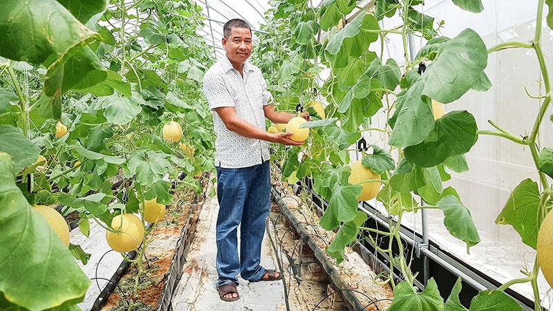 Mô hình trồng dưa lưới trong nhà màng theo công nghệ Nhật Bản tại xã Trung Giang, huyện Gio Linh đã đem lại hiệu quả cao - Ảnh: T.Q