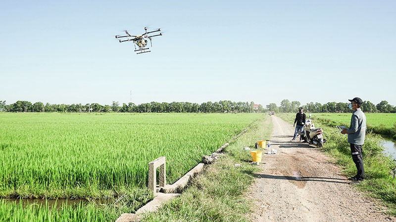 Sử dụng drone để phun thuốc bảo vệ thực vật cho lúa - Ảnh: T.Q