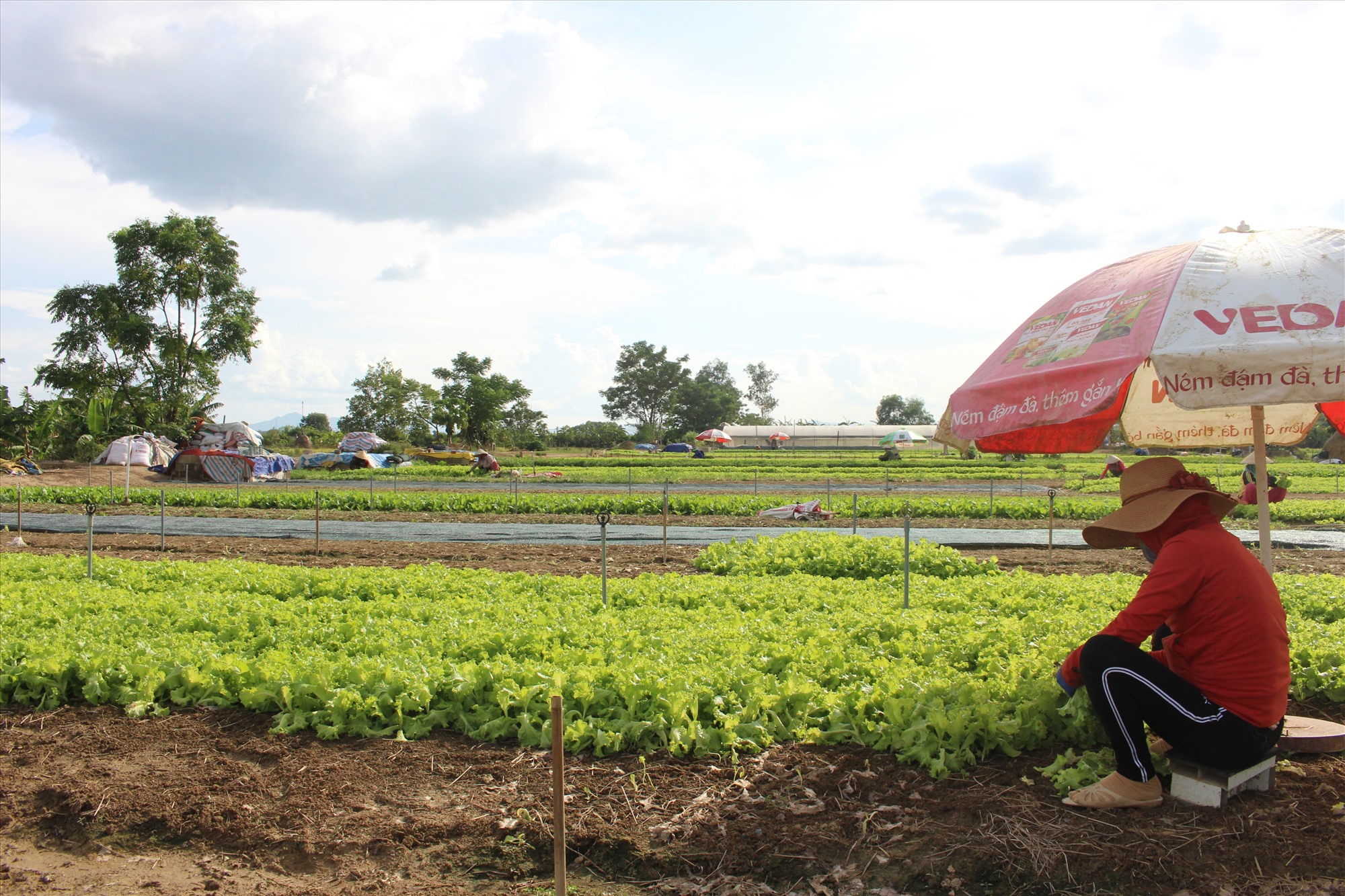 Hợp tác xã Dịch vụ tổng hợp nông nghiệp Đông Thanh (Đông Hà) phát huy thế mạnh trồng rau chuyên canh - Ảnh: T.T