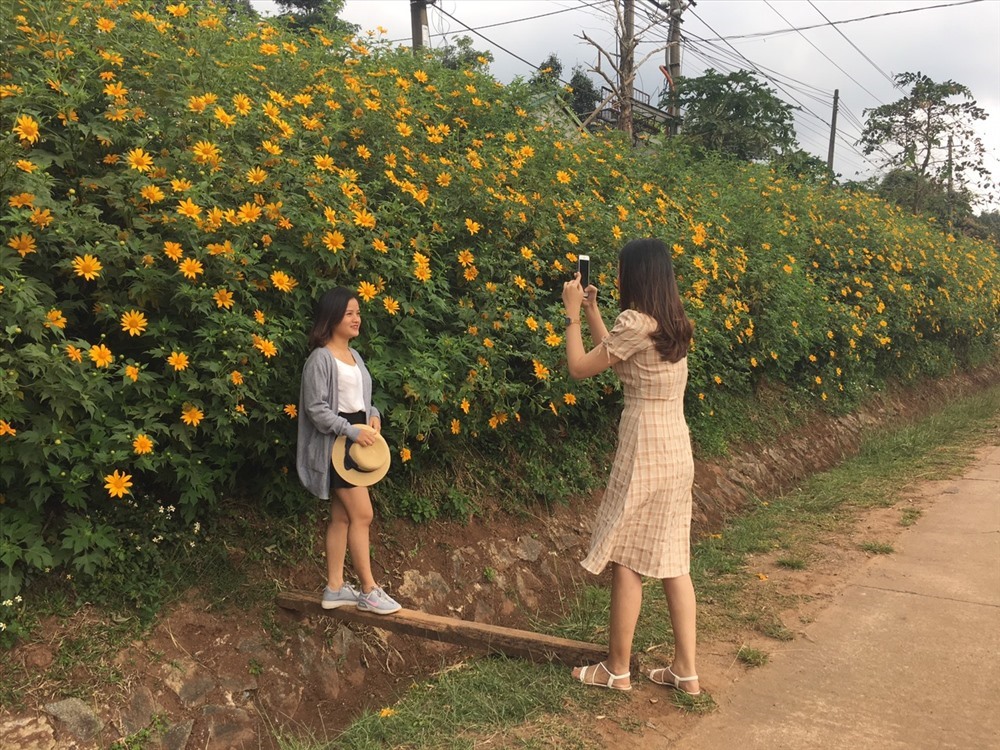 Hoa dã quỳ nở rộ nơi miền tây Quảng Trị