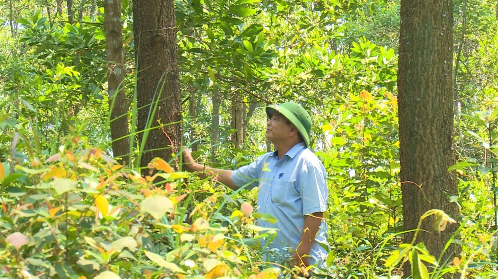 Quảng Trị là tỉnh được lựa chọn thực hiện trồng rừng gỗ lớn có chứng chỉ FSC thuộc Đề án - Ảnh: T.T