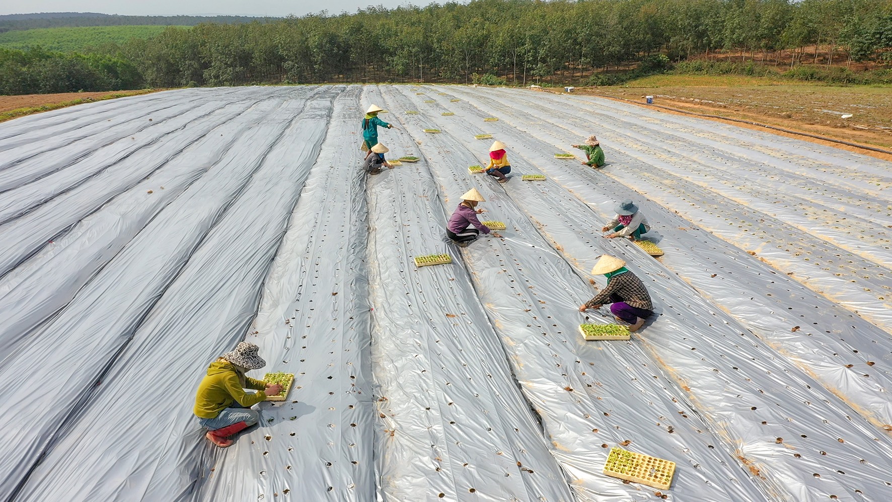 Phát triển mô hình trang trại trồng cây dược liệu ở xã Cam Tuyền-Ảnh: A.V