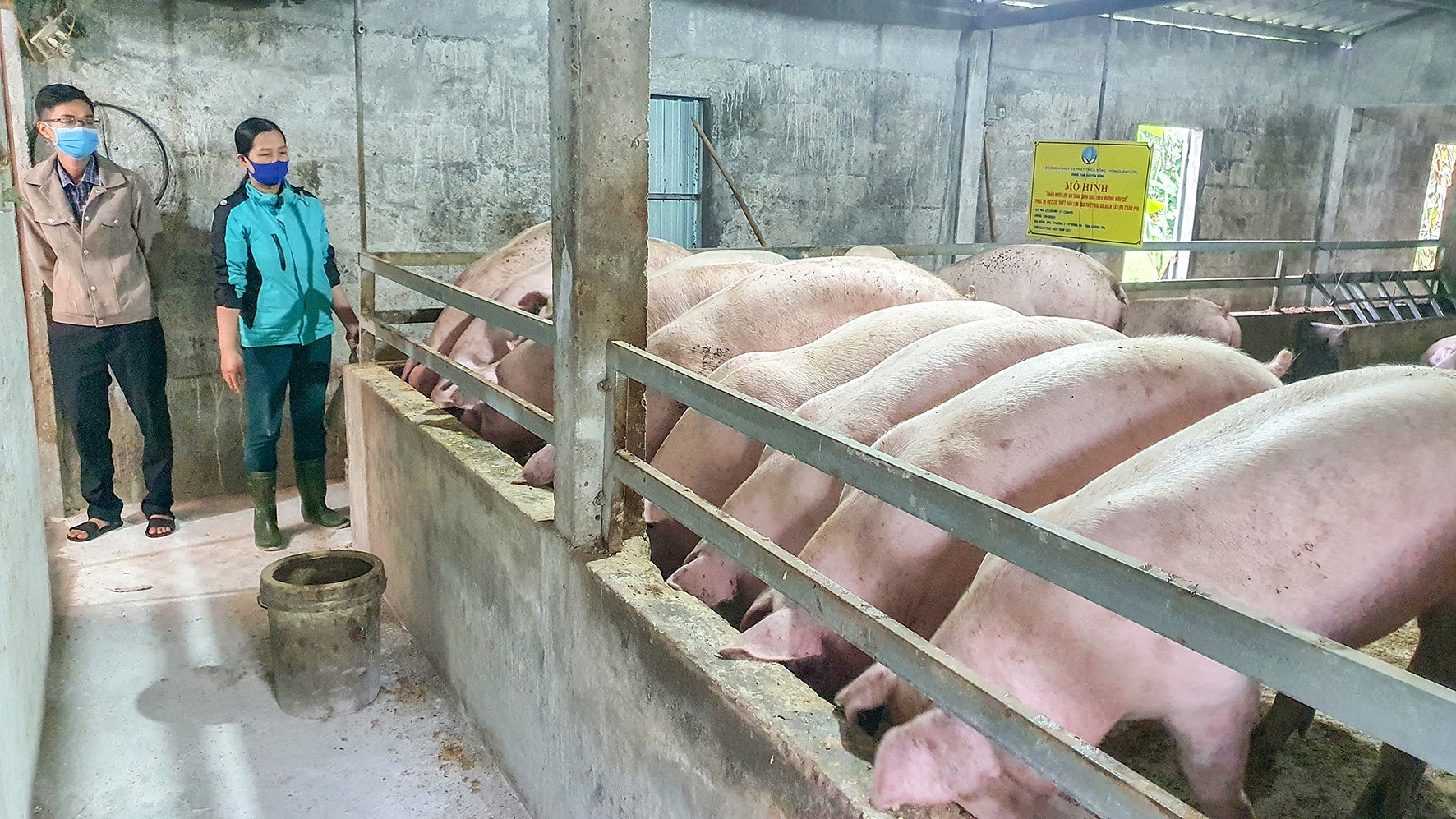 Mô hình nuôi lợn an toàn sinh học theo hướng hữu cơ tại thành phố Đông Hà - Ảnh: T.Q