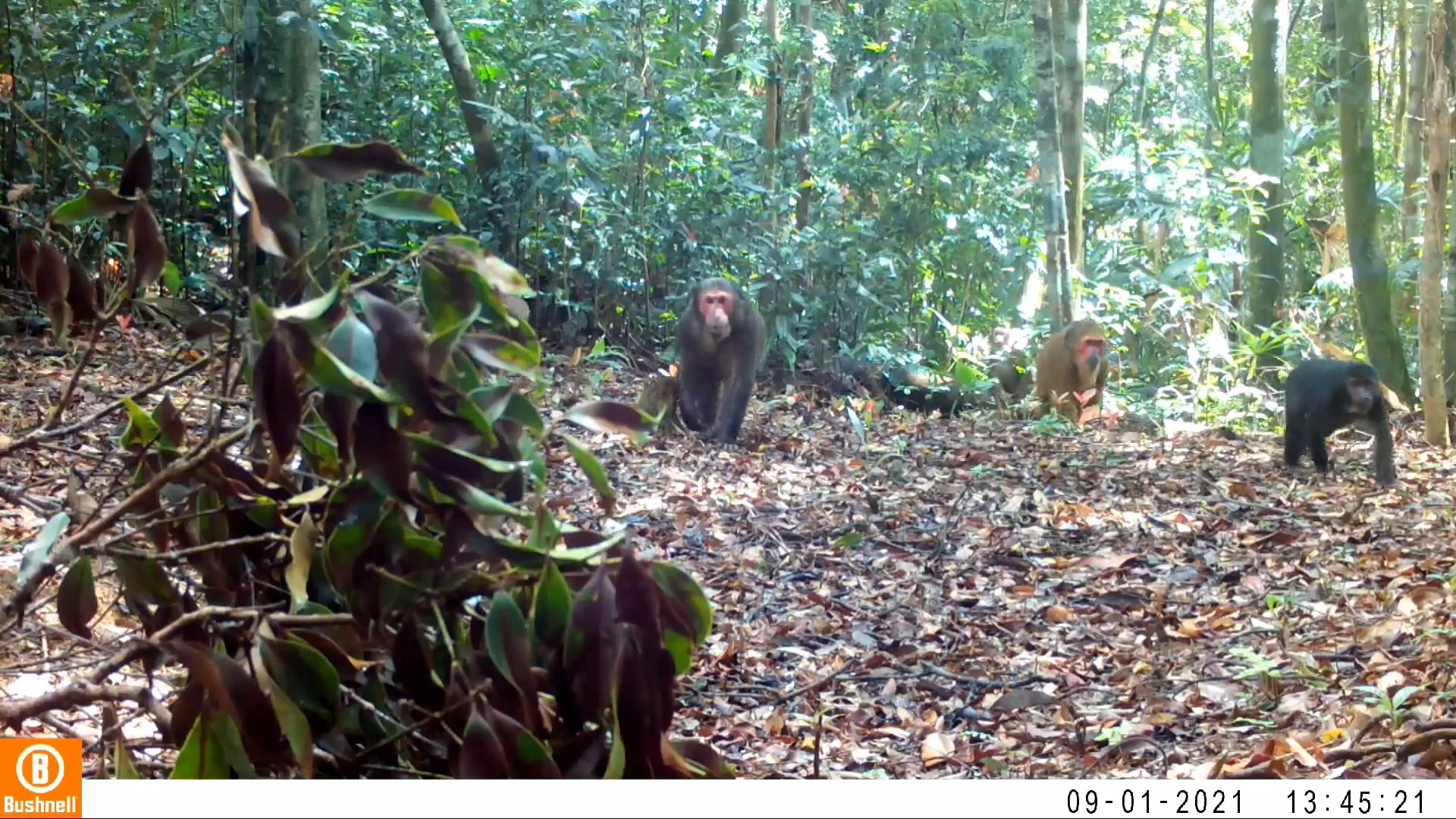 Hình ảnh ghi lại sự xuất hiện của đàn khỉ mặt đỏ quý hiếm tại Khu bảo tồn thiên nhiên Bắc Hướng Hóa – Ảnh: Khu bảo tồn thiên nhiên Bắc Hướng Hóa