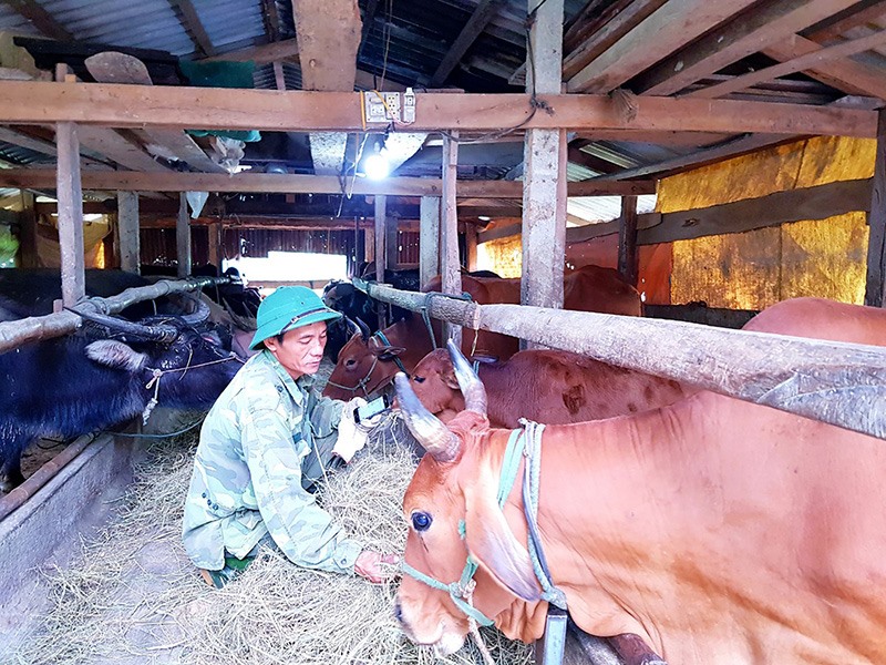 Anh Nguyễn Văn Diễn chăm sóc đàn trâu, bò vỗ béo -Ảnh: B.L