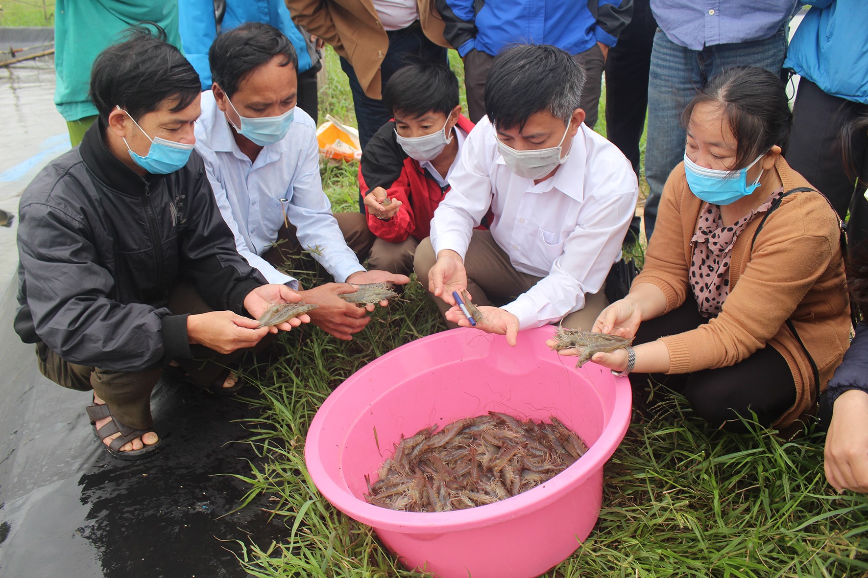 Mô hình nuôi tôm thẻ chân trắng trên cát đảm bảo an toàn thực phẩm tại xã Triệu An-Ảnh: P.V.T