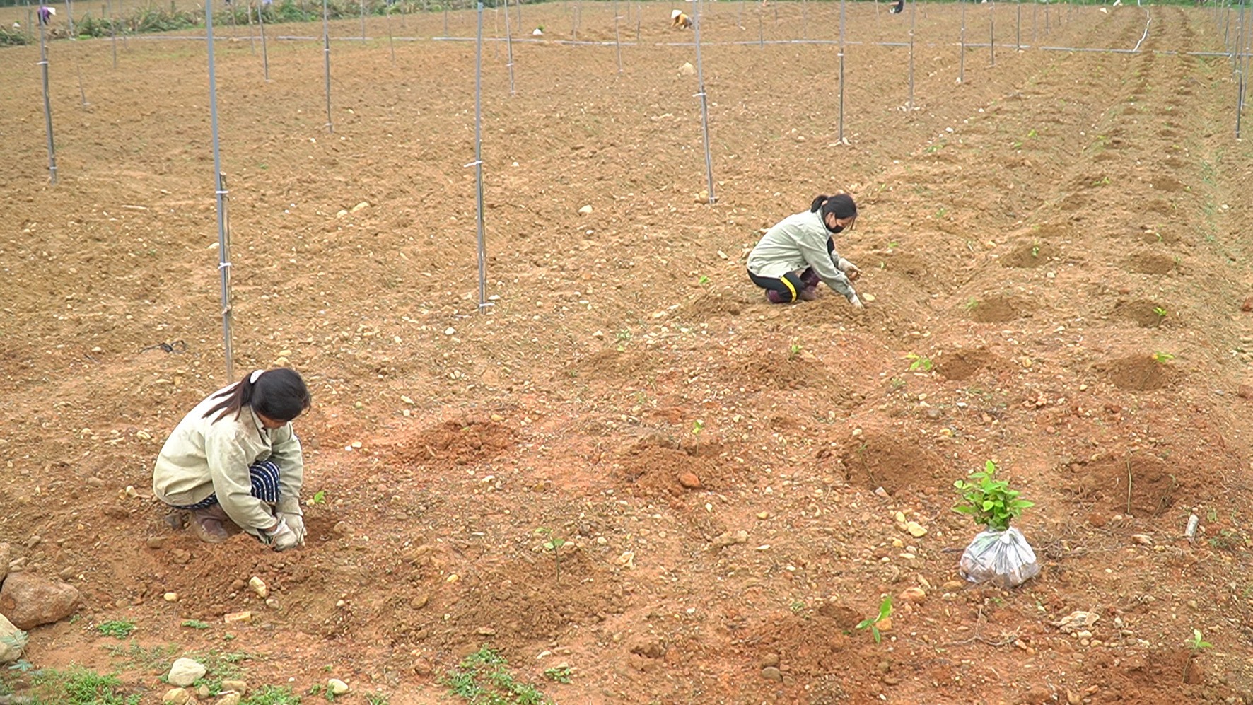 Mở rộng diện tích trồng cây an xoa, đảm bảo nguồn nguyên liệu chế biến cao dược liệu xuất khẩu ở xã Cam Thành-Ảnh: A.V