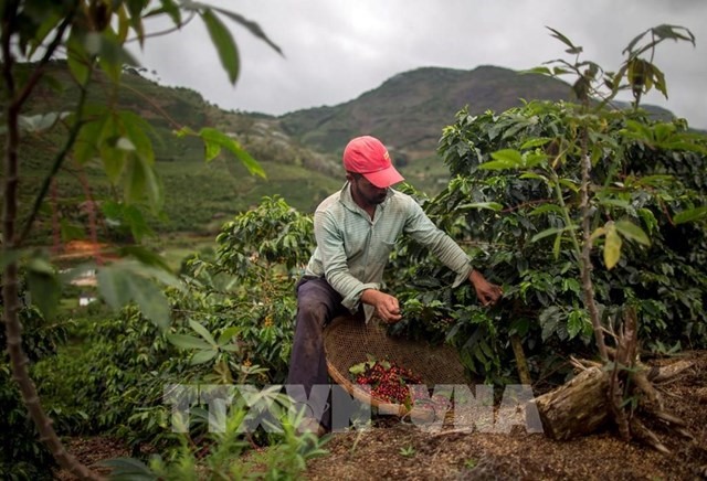 Nông dân thu hoạch hạt cà phê tại một nông trại ở Forquilha do Rio, Espirito Santo, Brazil. (Ảnh: AFP/TTXVN)