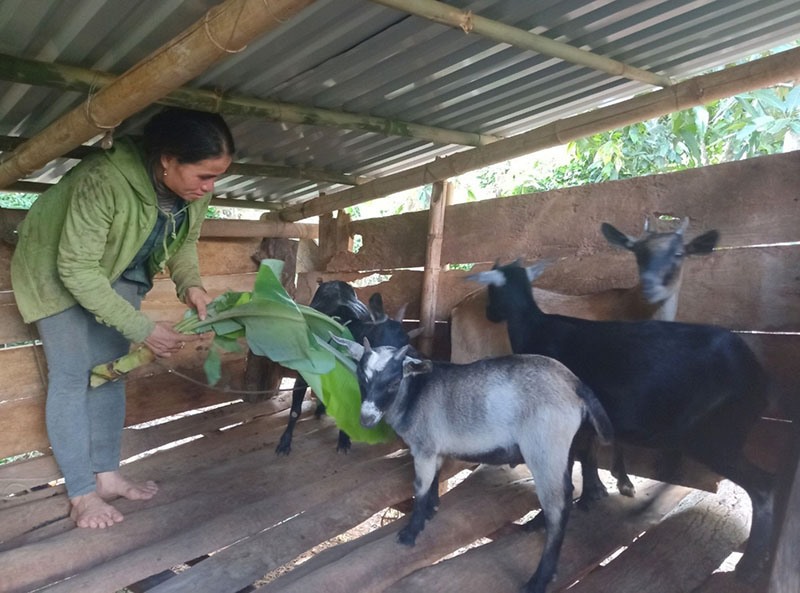 Nhiều phụ nữ ở xã Thuận được hỗ trợ về vốn và kiến thức chăn nuôi nên có điều kiện thoát nghèo bền vững - Ảnh: N.T