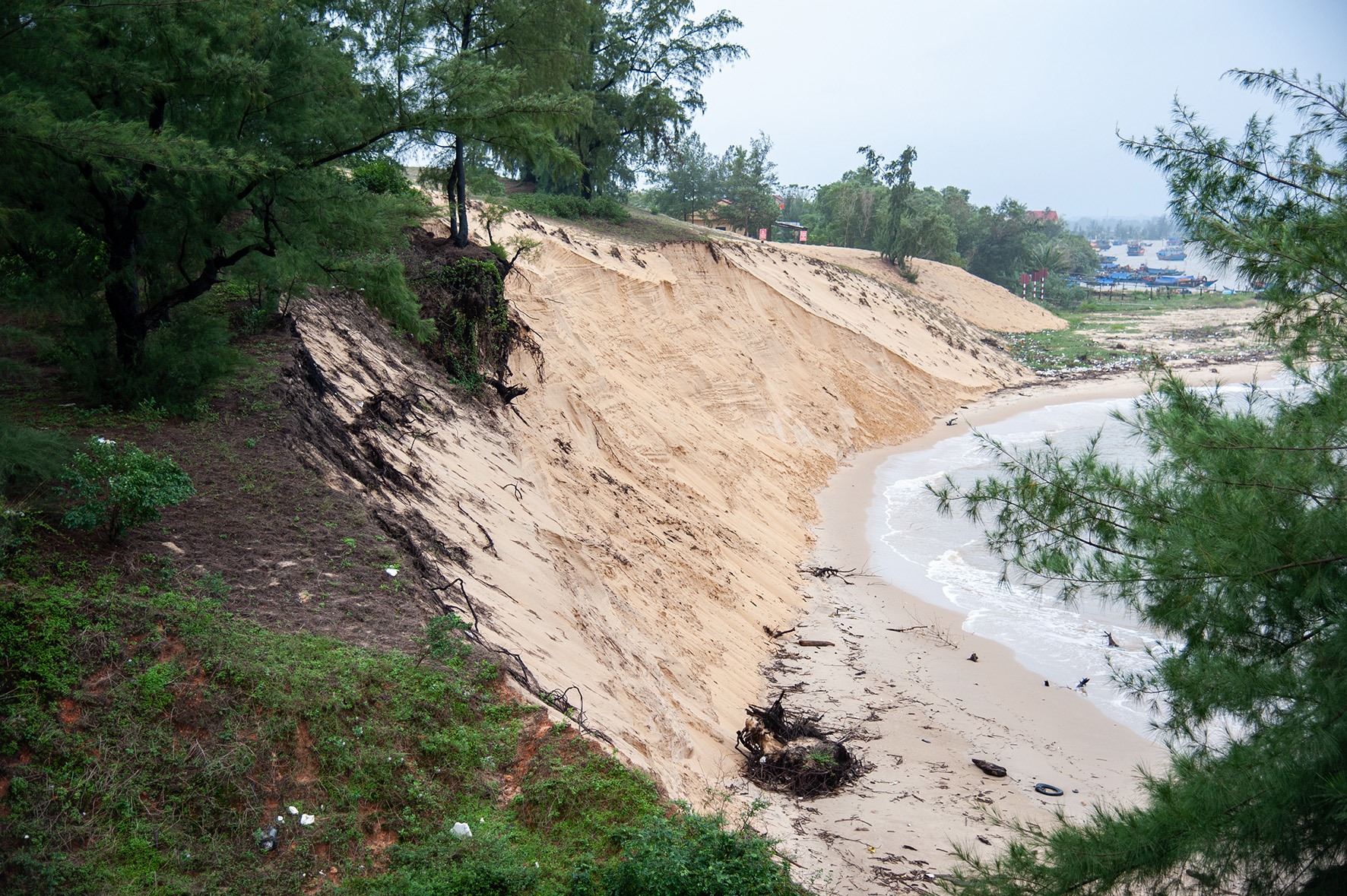 Đồi cát thôn Bắc Sơn, xã Trung Giang, sát mố cấu Cửa Tùng bị sạt lở, ăn sâu vào đất liền - Ảnh: Trần Tuyền