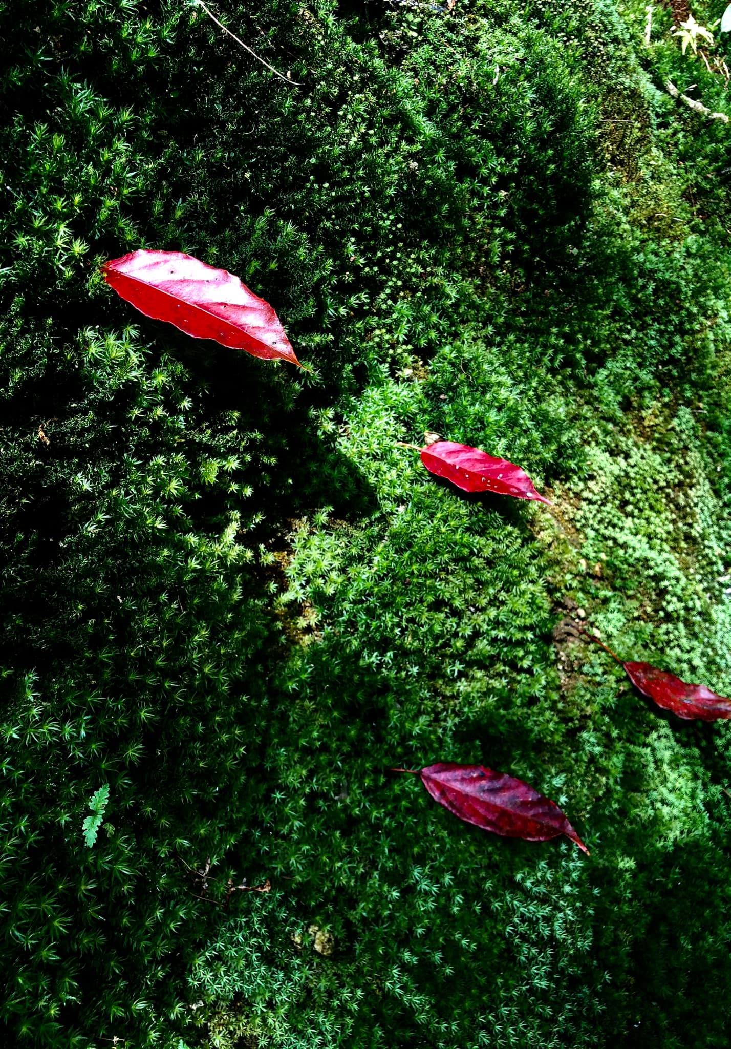 Một góc rừng phong đỏ.