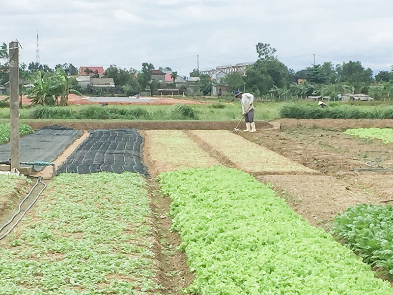 Nông dân vùng ven đô thành phố Đông Hà tập trung phát triển rau màu - Ảnh: HVA