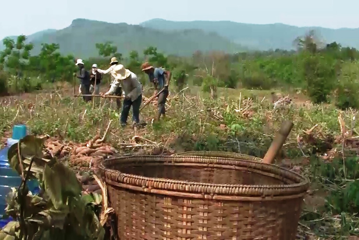 Tranh thủ thời tiết tạnh ráo, nông dân huyện Hướng Hóa tập trung thu hoạch sắn - Ảnh: L.T