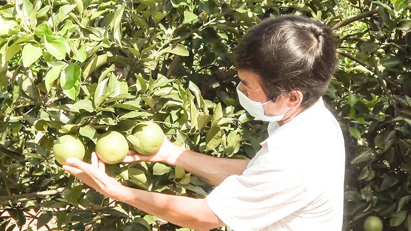 Phát triển diện tích trồng cam trên vùng gò đồi Triệu Phong - Ảnh: CẢNH THU