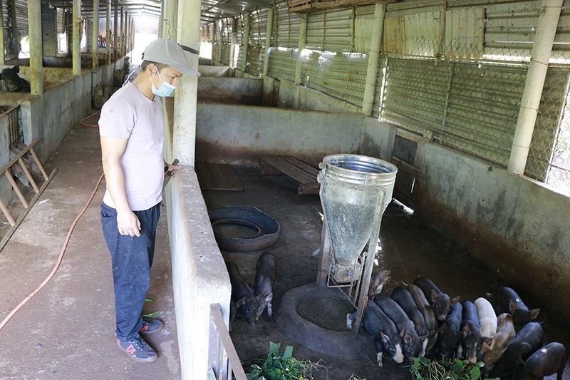 Anh Lê Văn Hóa chăm sóc đàn lợn giống tại khu trang trại của mình -Ảnh: B.L