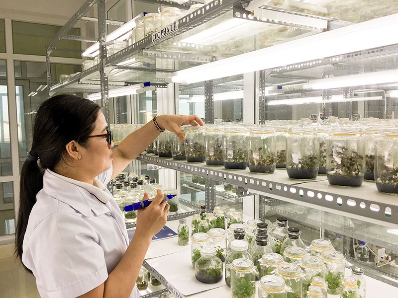 Ứng dụng công nghệ sinh học trong nghiên cứu nhân giống một số cây trồng mới - Ảnh: T.C.L