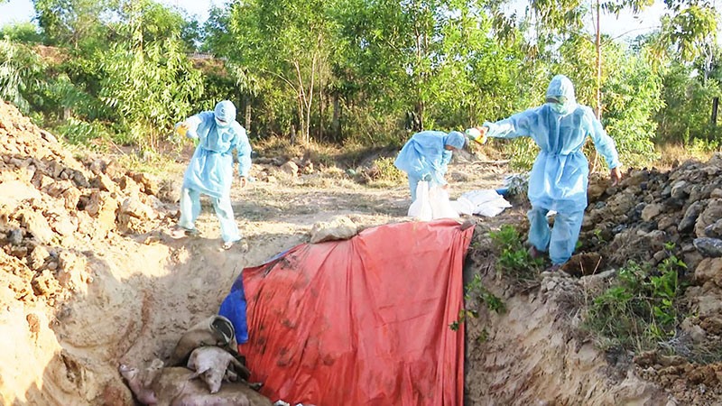 Lực lượng chức năng tổ chức tiêu hủy lợn bị dịch tả lợn Châu Phi trên địa bàn huyện Cam Lộ - Ảnh: B.B