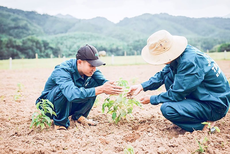 HTX Dược liệu Trường Sơn trồng cây hương nhu làm nguyên liệu sản xuất - Ảnh: T.T