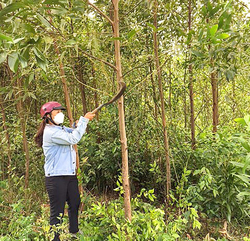 Chị Hồ Thị Bân đang chăm sóc rừng tràm 2 năm tuổi-Ảnh: SỸ PHÙNG