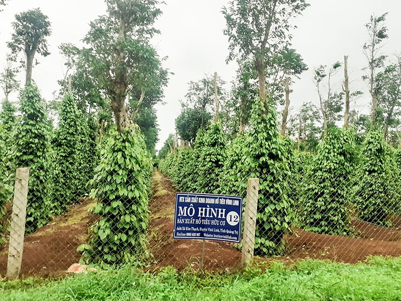 Mô hình vườn tiêu hữu cơ của HTX Sản xuất kinh doanh hồ tiêu Vĩnh Linh - Ảnh: LT