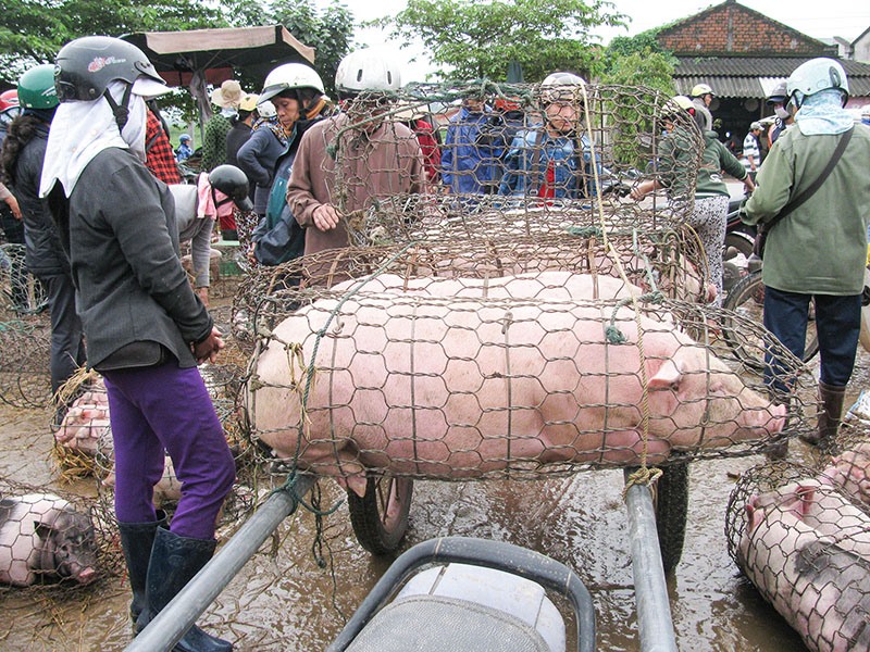 Tăng cường công tác giám sát đối với các cơ sở kinh doanh, chợ buôn bán lợn để góp phần phòng, chống dịch tả lợn Châu Phi - Ảnh: Đ.T