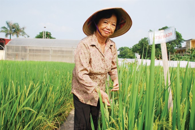 PGS.TS. AHLĐ Nguyễn Thị Trâm đã đem tới những mùa vàng bội thu cho nông dân và tạo ra hàng chục tỷ đồng từ việc bán giống lúa cho Nhà nước, làm rạng danh nền nông nghiệp Việt Nam.