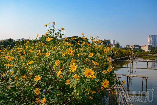 Năm nay, người dân Thủ đô không phải cất công đi xa khoảng 60-70 km lên vườn Quốc gia Ba Vì để chụp ảnh check-in.nữa, thay vào đó là một vườn hoa dã quỳ đang nở khoe sắc ở khu vực Xuân Đỉnh (Hà Nội).