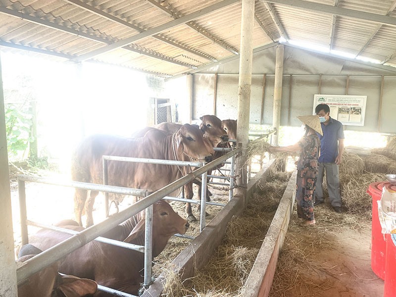 Mô hình nuôi bò nhốt chuồng của gia đình ông Hồ Xuân Lỵ, ở thôn Bình Mỹ, xã Cam Tuyền, huyện Cam Lộ - Ảnh: H.T