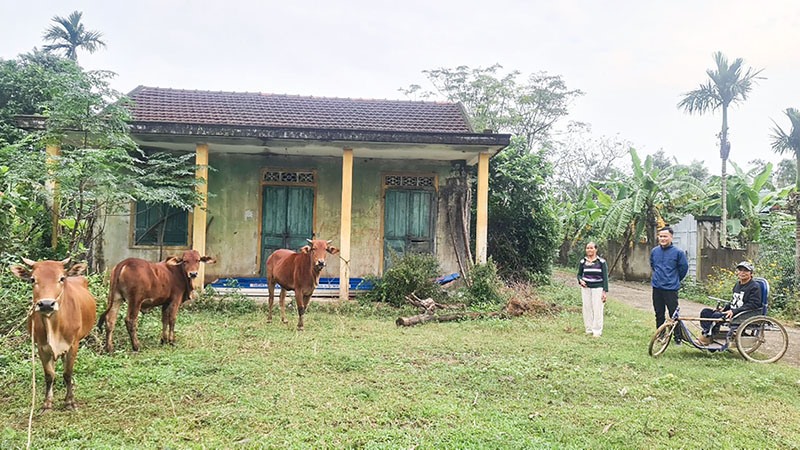 Gia đình ông Võ Trực Lưỡng ở thôn Sa Nam, xã Vĩnh Long có cuộc sống ổn định nhờ phát triển đàn bò sinh sản - Ảnh: N.T