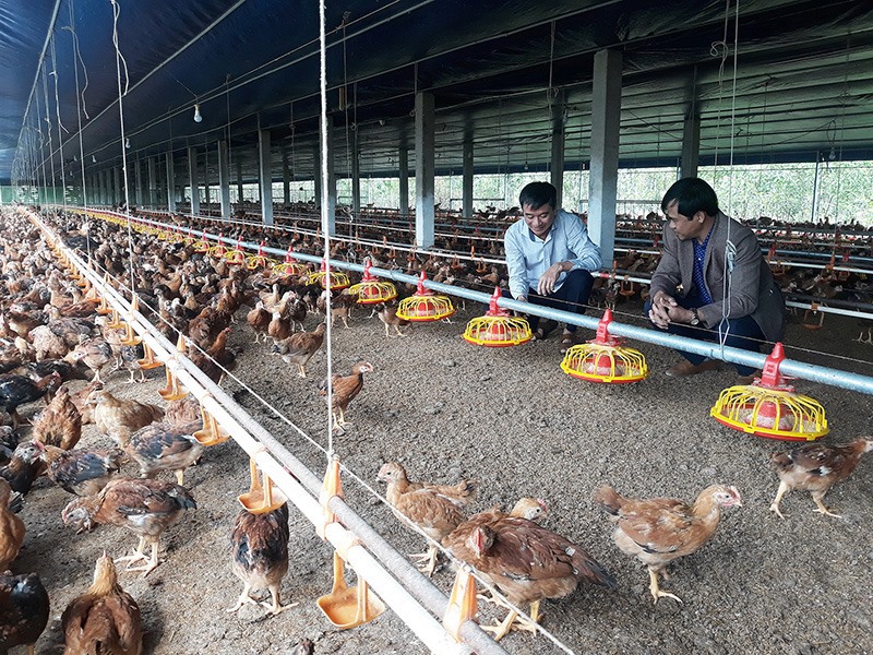 Mô hình nuôi gà liên kết của ông Trần Hữu Tấn mở ra hướng chăn nuôi an toàn, hiệu quả cho người dân vùng lũ Triệu Phong -Ảnh: Thanh Hằng