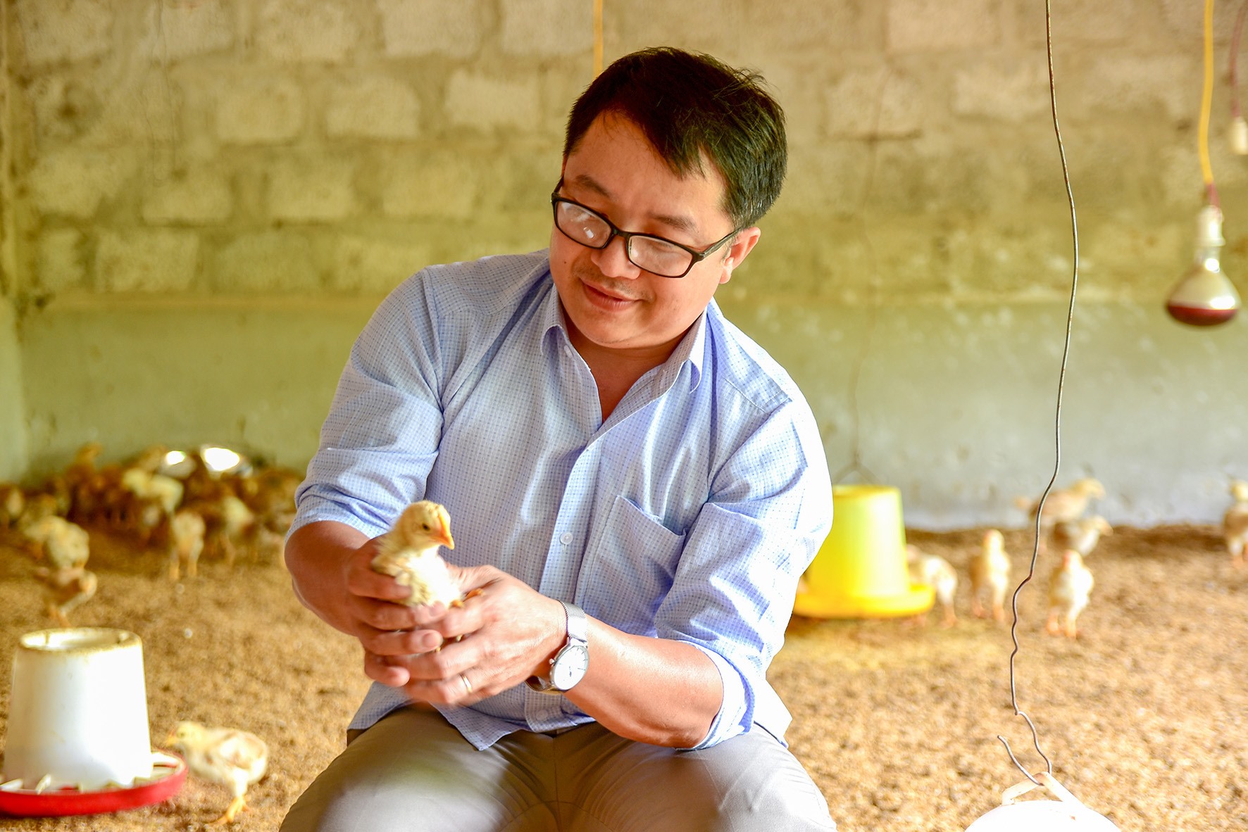 Anh Huy cho biết đã đăng ký thành công nhãn hiệu “Gà đồi Quang Huy” và đang hoàn tất các thủ tục để đăng ký thương hiệu cho sản phẩm - Ảnh: TRẦN TUYỀN