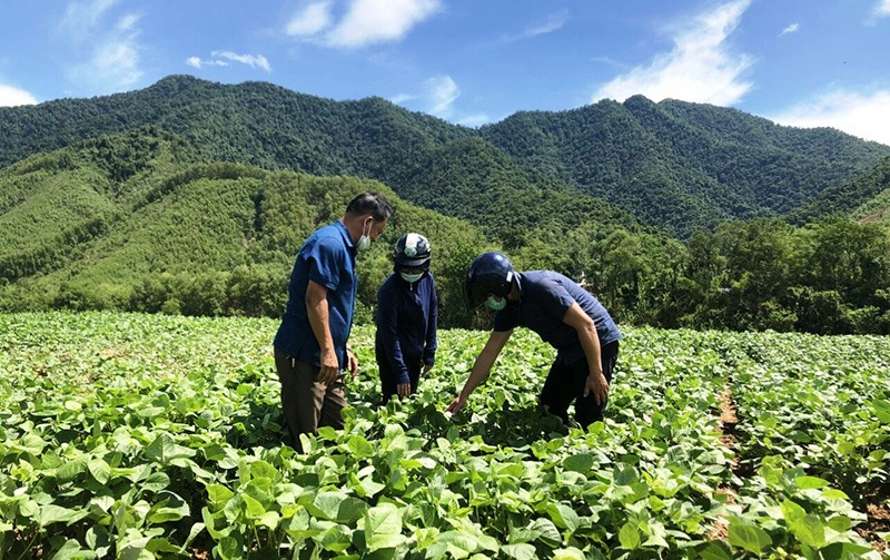 Mô hình đậu xanh trên vùng đất bị bồi lắng sau bão lũ ở xã Triệu Nguyên, huyện Đakrông phát triển tốt - Ảnh: T.T