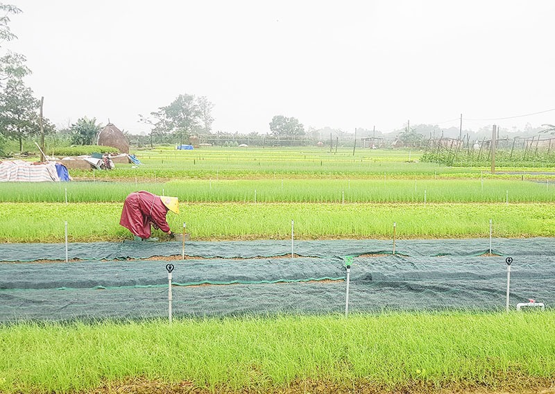 Người dân phường Đông Giang, thành phố Đông Hà thu hoạch rau cung cấp ra thị trường - Ảnh: T.L