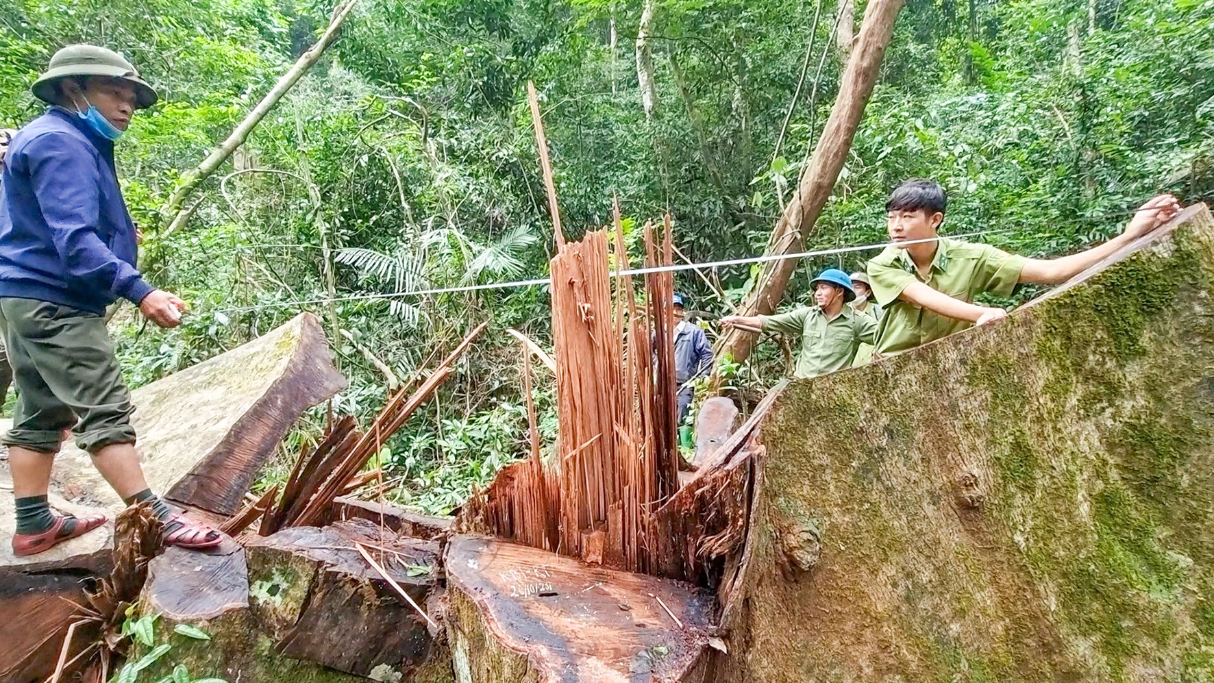 Nhiều cây rừng thuộc nhóm III đến nhóm VI tại Tiểu khu 645 thuộc Khu Bảo tồn thiên nhiên Bắc Hướng Hóa bị đốn hạ - Ảnh: T.N