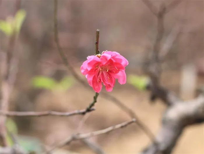Đào Nhật Tân nổi tiếng xa gần không chỉ bởi truyền thống trồng đào từ xưa mà còn bởi chất lượng của từng cây đào.