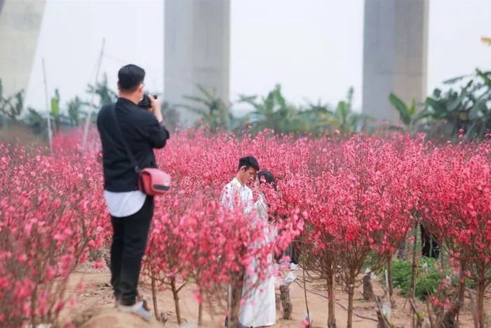 Vẻ đẹp nở rộ của đào Nhật Tân đã thu hút người dân tới thưởng hoa và chụp ảnh. Người dân vào chụp ảnh sẽ mất phí là 50.000đ/1 người, còn đến mua đào thì không mất phí chụp ảnh. Tuy nhiên, có quy định không được làm rụng hoa và bẻ cành.
