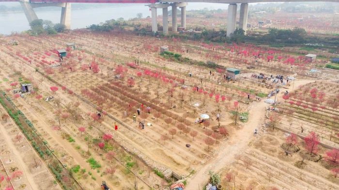 Làng Nhật Tân từ lâu đã nổi danh với thương hiệu hoa đào, không chỉ phục vụ nhu cầu của người dân Thủ đô mà còn tỏa đi khắp Việt Nam. Hiện nay, làng có khoảng 700 hộ dân gắn bó với nghề với diện tích trồng đào lên tới gần 60 ha.