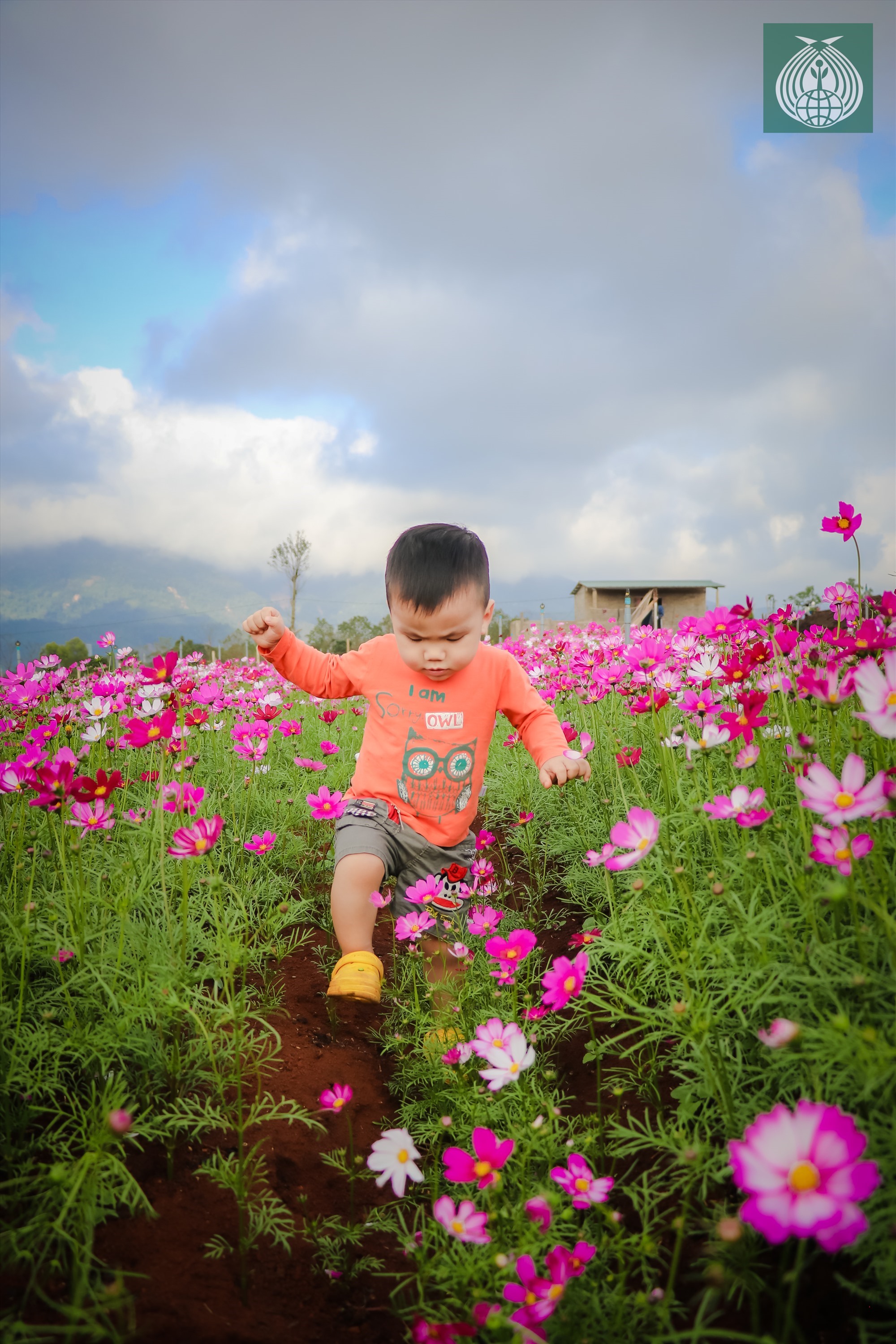Vườn hoa Chân Trời” tại  Hướng Hóa, Quảng Trị. Ảnh: Thiên Sơn