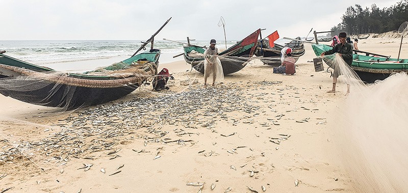 Ngư dân xã Gio Hải, huyện Gio Linh thu được lượng lớn cá trích ngay từ những chuyến biển đầu năm Tân Sửu - Ảnh: L.A​