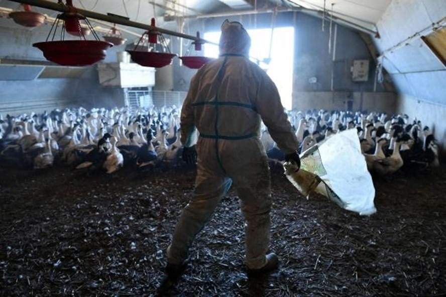 Nga phát hiện những trường hợp nhiễm cúm gia cầm H5N8 đầu tiên ở người. Ảnh: AFP