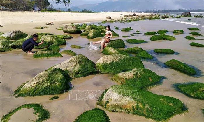 Du khách thích thú vui chơi chụp ảnh tại bãi rêu khi thủy triều rút.