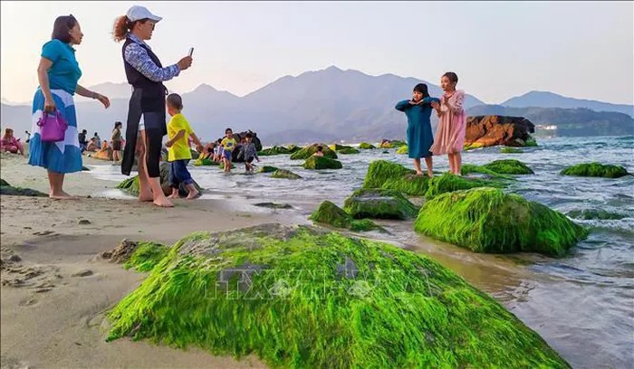 Người dân, du khách thích thú vui chơi chụp ảnh tại bãi rêu khi thủy triều rút.