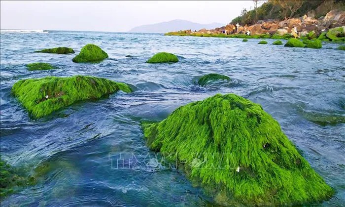 Những tảng đá phủ đầy rêu xanh mướt hiện ra khi thủy triều rút.