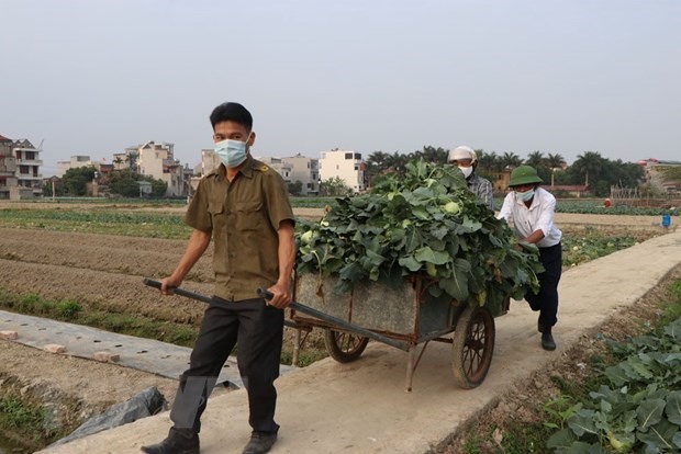 Hội viên Hội Nông dân các xã Bình Lãng, Chí Minh (huyện Tứ Kỳ) đã tới thu hoạch su hào, bắp cải giúp nông dân thôn Ô Mễ, xã Hưng Đạo. (Ảnh: Mạnh Minh/TTXVN)