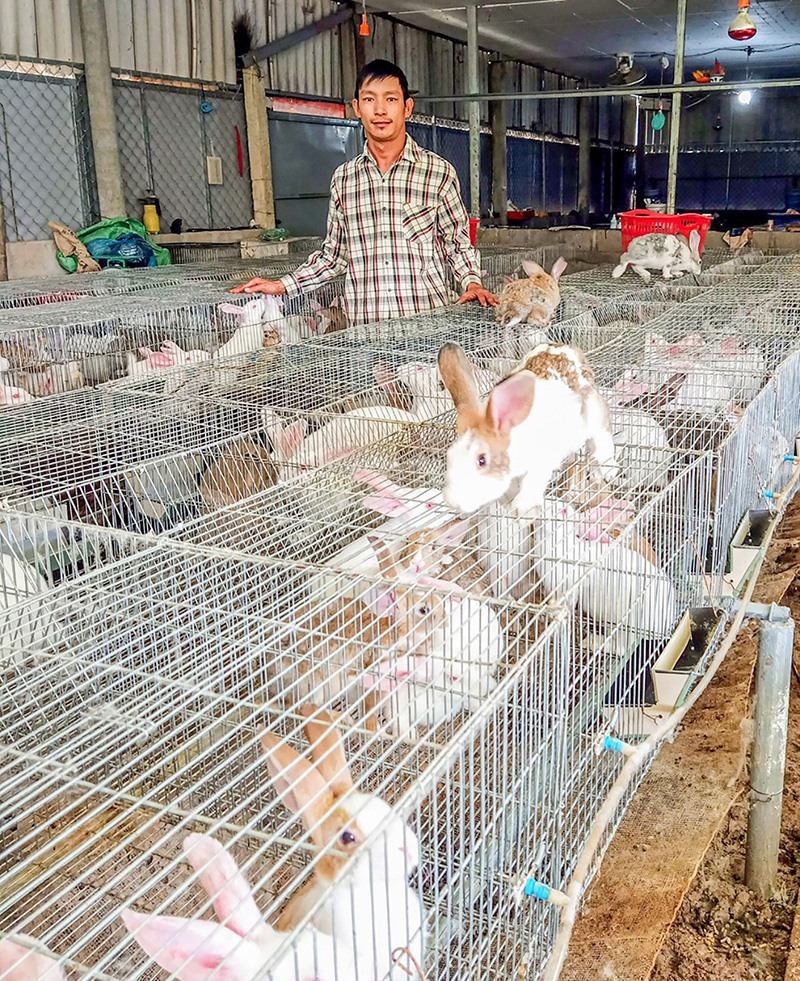 Mô hình nuôi thỏ của anh Nguyễn Văn Phúc bước đầu mang lại hiệu quả kinh tế khả quan -Ảnh: THANH HẰNG​